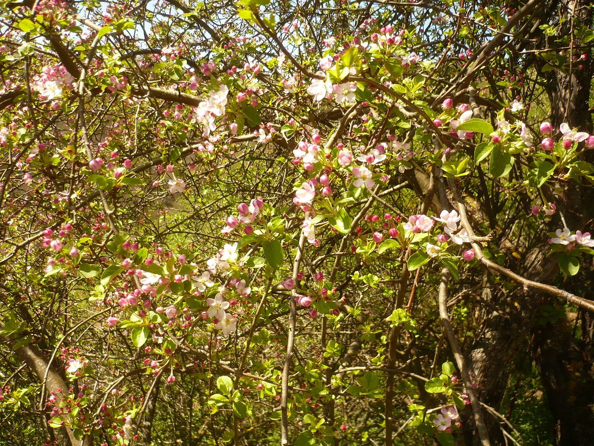 Malus sylvestris (Rosaceae)